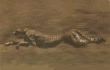 Gepard 34kb