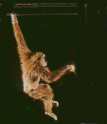 Gibbon 37kb