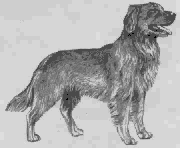 Hund 42kb
