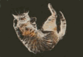 Katzfall 28kb