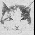 Katzmien 49kb