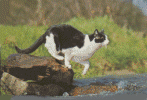 Katzsprung 37kb