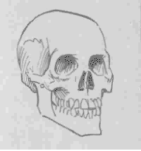 Menschgorilla 72kb