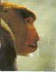 Nasenaffe 16kb
