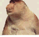 Nasenaffe 8kb