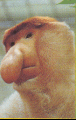 Nasenaffe 23kb