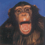 Schimpanse 26kb